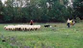 Fiona vom Quasliner Moor