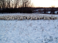 White Clover Sheep Farm