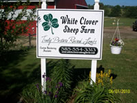 White Clover Sheep Farm
