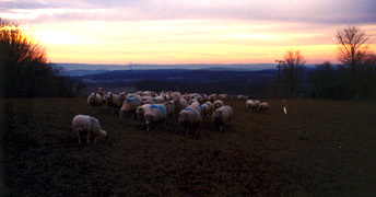 Dawn