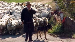 The trainer Ulf Kintzel with his flock and his dog Anton.