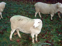 7/8 White Dorper Ewe Lamb