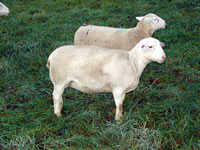 Purebred White Dorper Ewe lamb