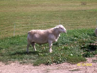 White Dorper Ram
