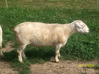 White Dorper Ram