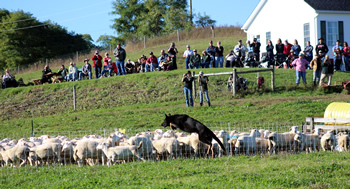 german shepherd herding sheep