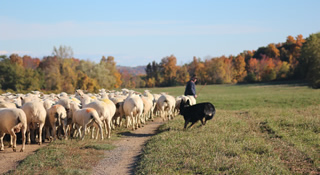 german shepherd herding sheep